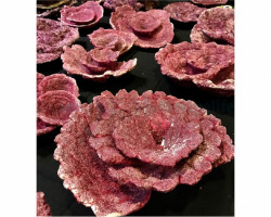 Real Reef Rock - Plates Corals (10Pcs) S