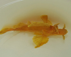 Rhinopias Eschmeyeri (Yellow) M