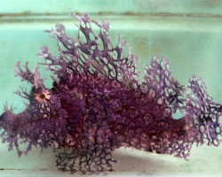 Rhinopias Frondosa (Purple) M
