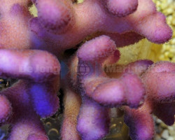Stylophora Pistillata (Pink Tonga) Ml