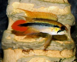 Apistogramma Agassizi Red 3-4Cm