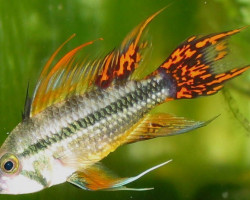 Apistogramma Cacatuoides Red 3-4Cm