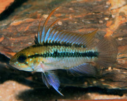 Apistogramma Trifasciata 3-4Cm