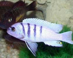 Cynotilapia Afra White 3,5-4,5Cm