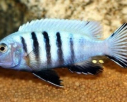 Cynotilapia Pulpican 3Cm