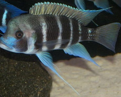 Cyphotilapia Frontosa Kigoma 6Cm