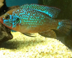 Hemichromis Lifalili Blue 4-5Cm