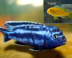 Melanochromis Johannii 4-5Cm