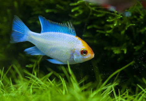 Mikrogeophagus Ramirezi Elec. Blue Gold Head(3,5-4