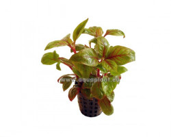 Alternanthera Bettzickiana Red