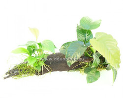 Anubias Wood L