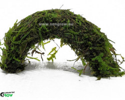 Coconut Super Wide Bridge With Moss