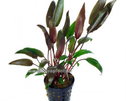 Cryptocoryne Walkerii