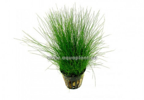 Eleocharis Parvula (Previously: E. Acicularis)