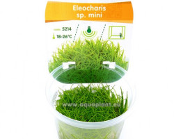 Eleocharis Sp. Mini