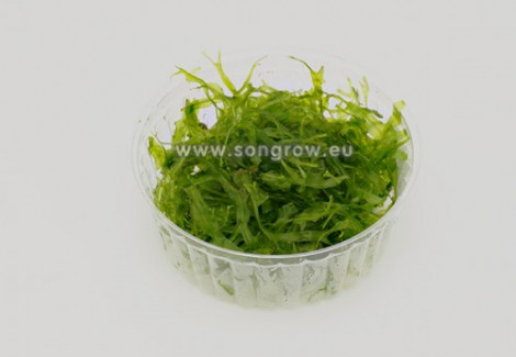 Pellia Epiphylla - Cup 110 Ml