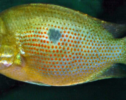 Etroplus Maculatus M