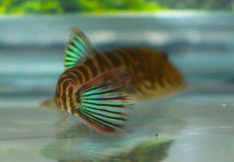 Gastromyzon Sp. Blue Zebra M