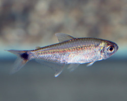 Hemigrammus Rodwayi M