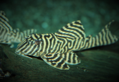 L333 Hypancistrus Sp. S