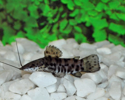 Hoplosternum Thoracatum S/M