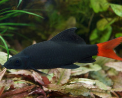 Labeo Epalzeorhynchos Bicolor S