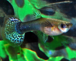 Guppy Femmina Tuxedo Spotted Tail M