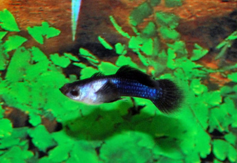 Guppy Blue Panda Maschio M