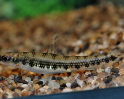 Nannocharax Fasciatus L