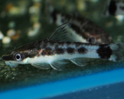 Otocinclus Affinis M