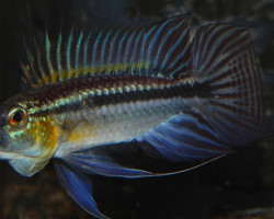 Apistogramma Bitaeniata M