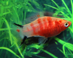 Platy Bleeding Heart S