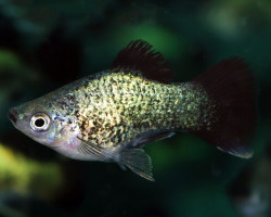 Platy Neon Blue Spotted Wagtail M