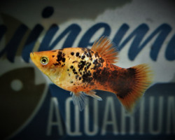 Platy Coral Orange Spotted M