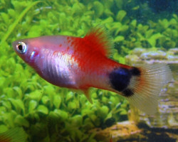 Platy White Red Top Mickey S