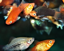 Platy Coral Mix M