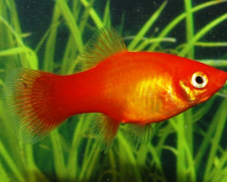 Platy Marigold M