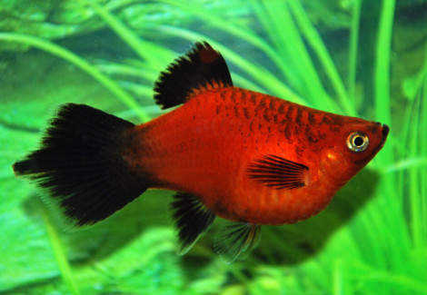 Platy Coral Red Wagtail Spitz M