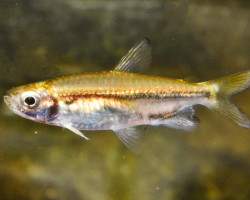 Phenacogrammus Cf. Taeniatus S