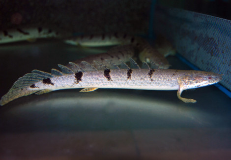 Polypterus Delhezi S