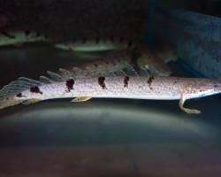 Polypterus Delhezi L