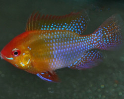 Microgeophagus Ramirezi Gold M