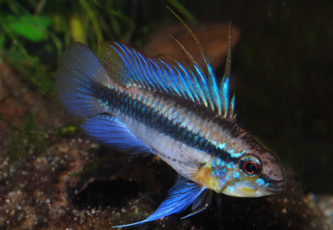 Apisto. Trifasciata S/M