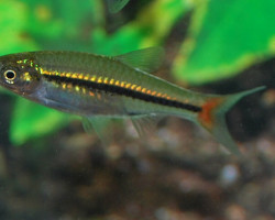 Rasbora Borapetensis M