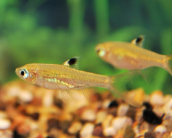 Rasbora Dorsiocellata S