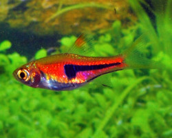 Rasbora Espei M