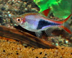 Rasbora Heteromorpha M