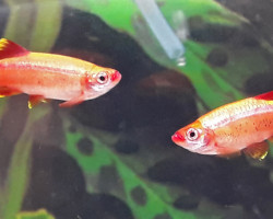 Tanichthys Albonubes Gold M