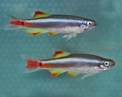 Tanichthys Lini M