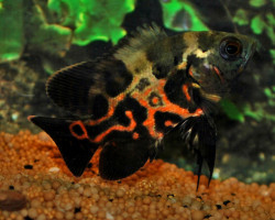 Astronotus Ocellatus S